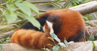 Red panda hayvanat bahçesinde uyku
