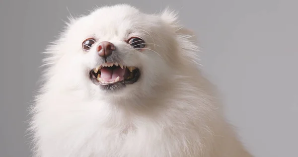 Pomeranian Köpek Kızıyor — Stok fotoğraf