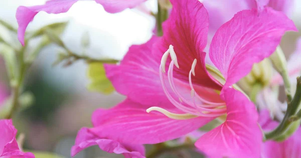 Rózsaszín Bauhinia Virágok Kert — Stock Fotó