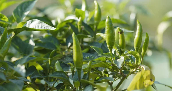 Chili paprika növény — Stock Fotó