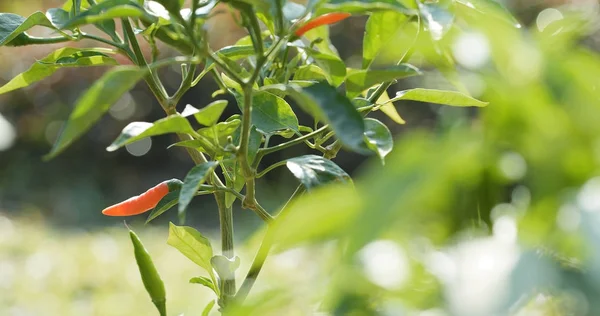 Piros Chili Paprika Növény — Stock Fotó