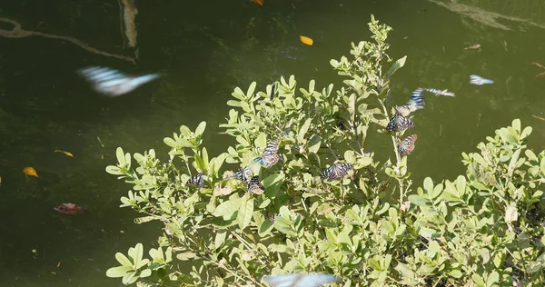 Papillons Sur Arbre Végétal Étang Eau — Photo