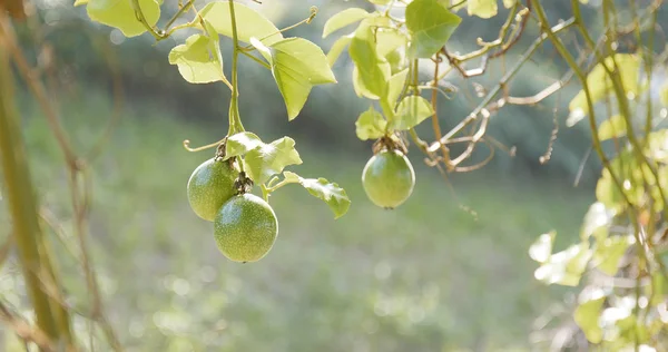 Passion Fruits Farm Tree — Stock Photo, Image