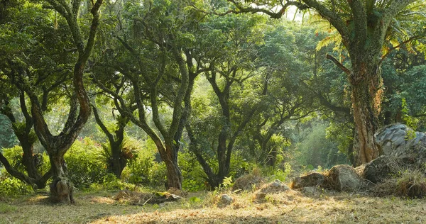 Bosque verde tropical con luz solar — Foto de Stock