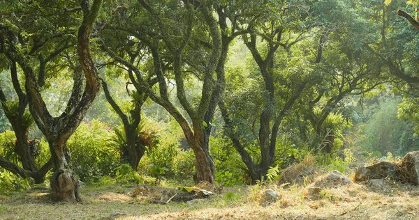 Forêt tropicale verte et lumière du soleil — Photo