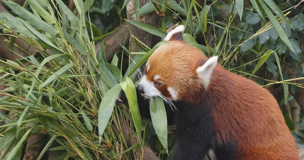 Roter Panda Frisst Bambusbaum — Stockfoto