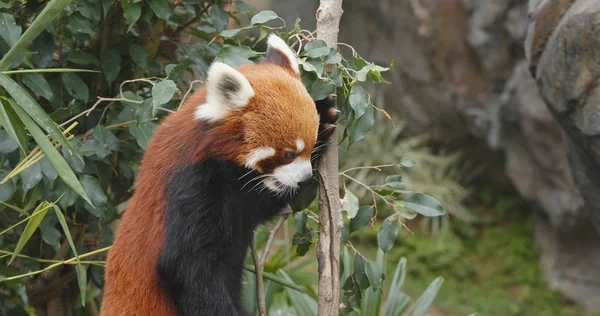 Red panda yeme bambu ağacı 