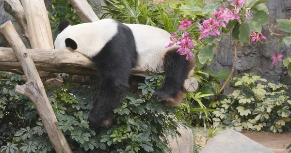 Panda Schläft Zoo Aus Nächster Nähe — Stockfoto