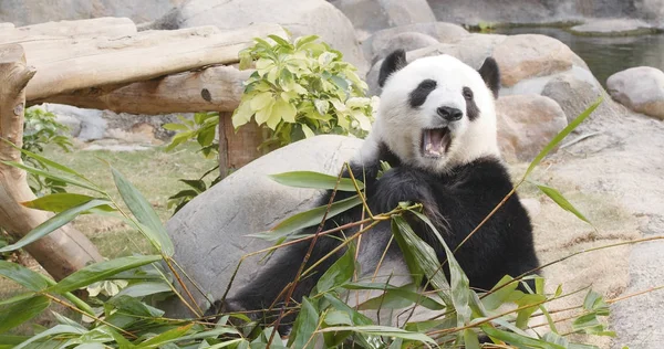 Панда Ест Бамбук Зоопарке — стоковое фото