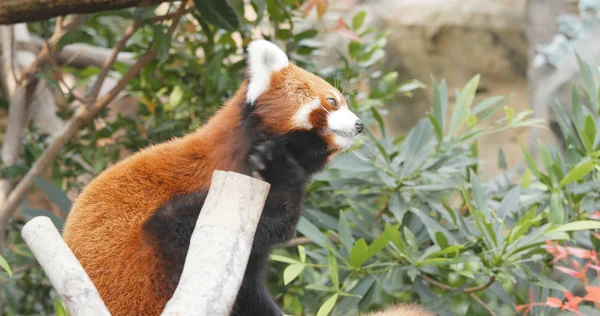 Roztomilý Panda Červená Stromě — Stock fotografie