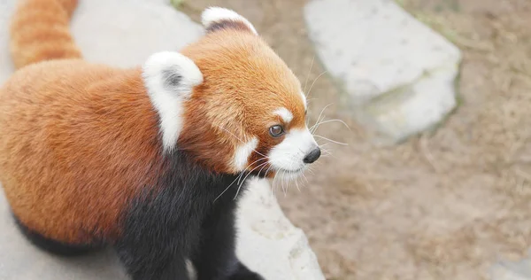 Cute red panda on tree