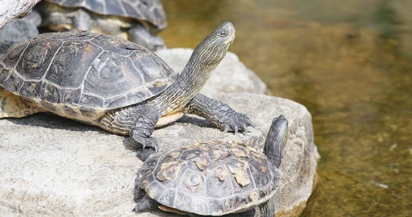 Sköldpaddor Klippan Vatten Damm — Stockfoto