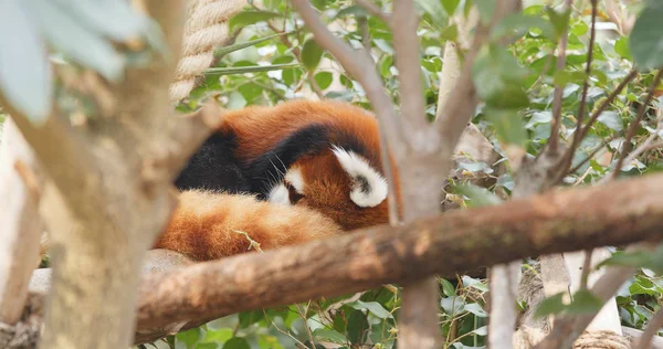 Panda Červená Spaní Stromu Zoo — Stock fotografie