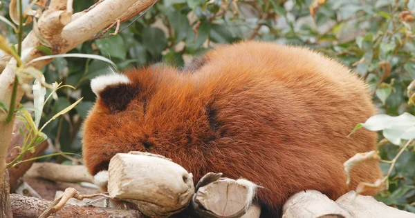 Panda Červená Spí Zoo — Stock fotografie