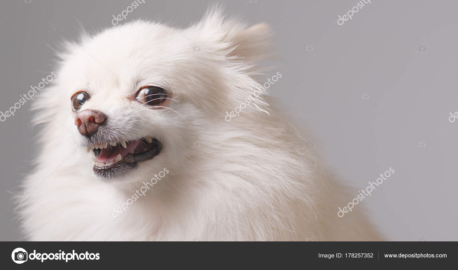 Angry Pomeranian Barking Photo by 178257352