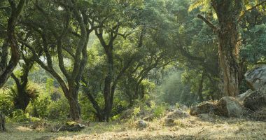 Tropikal yeşil orman ve güneş ışığı 