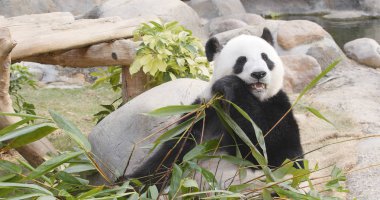 Bambu ormanında yeme panda