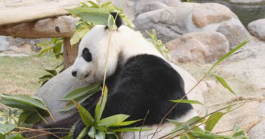 Bambu ormanında yeme panda 