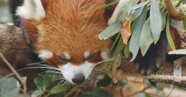 Red panda ormandaki uyku 