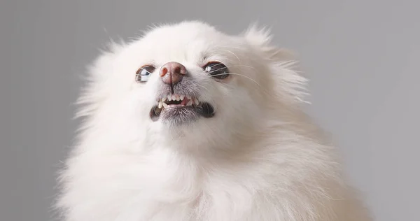 白いポメラニア犬は白い背景に怒ります — ストック写真