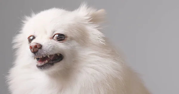 Pomerania Enojado Perro Ladrando —  Fotos de Stock