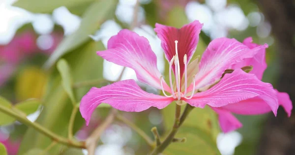 Λουλούδια Ροζ Bauhinia Στο Πάρκο — Φωτογραφία Αρχείου