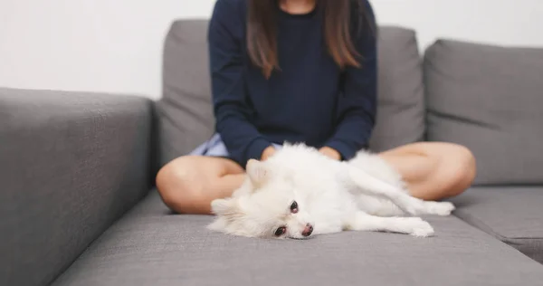 Pemilik Hewan Pet Menyentuh Anjing Pommern Dan Tidur Sofa — Stok Foto