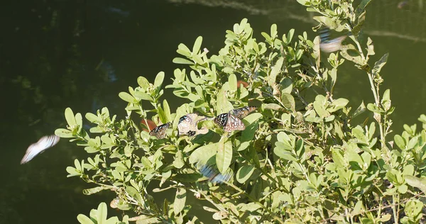 Farfalle Sulla Pianta Verde Vicino — Foto Stock