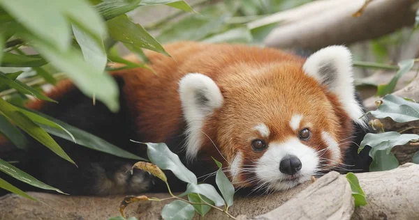 Mignon Panda Rouge Dans Forêt — Photo