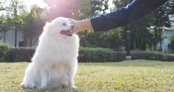 Ласковая Собака Городском Парке — стоковое фото