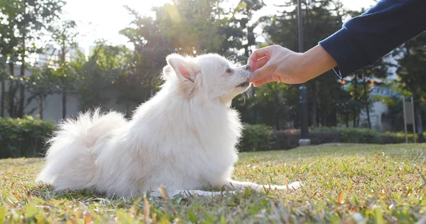 Woman Feeding Pomeranian Dog Park — Stock Photo, Image