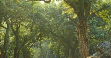 Yeşil orman ve güneş ışığı 