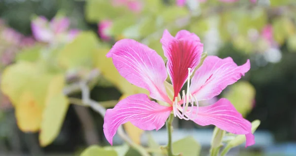 ピンクのバウヒニアの花の庭 — ストック写真