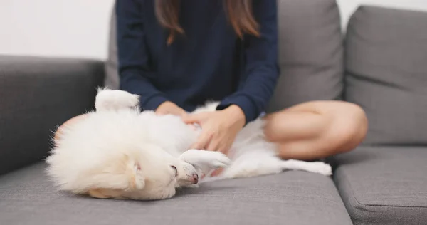Mulher Massageando Seu Cão Pomerânia — Fotografia de Stock