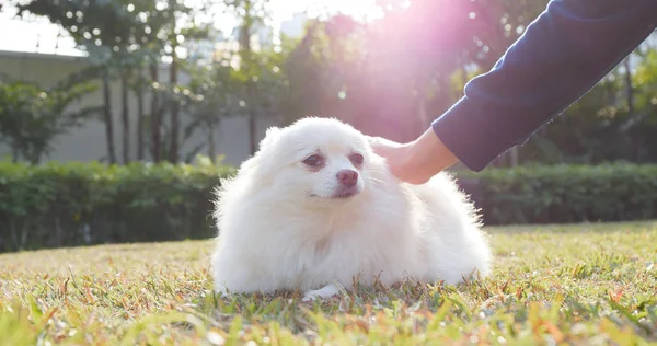 Acariciando Perro Ciudad Parque — Foto de Stock