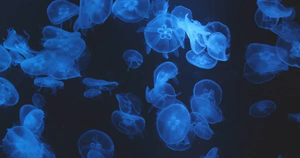 Jellyfishes Modré Nádrži Zblízka — Stock fotografie