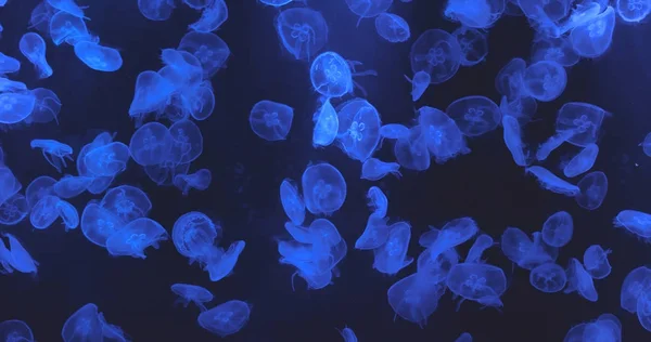 Εσωτερικη Jellyfishes Μωβ Φως — Φωτογραφία Αρχείου