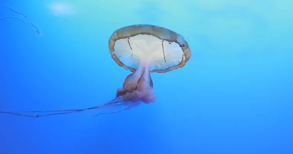 Όμορφη Μέδουσες Μπλε Του Ωκεανού — Φωτογραφία Αρχείου