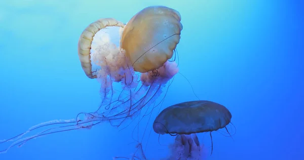 Εσωτερικη Jellyfishes Μπλε Ενυδρείο — Φωτογραφία Αρχείου