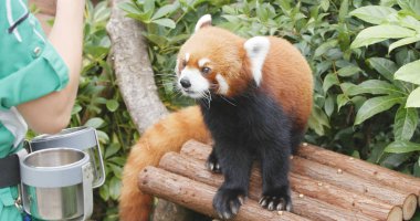 Ocean Park, Hong Kong - 09 Aralık, 2017: Red panda eğitmen yardım eder 
