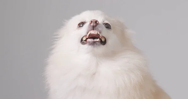 Αποφλοίωση Pomeranian Σκύλος Εσωτερικη — Φωτογραφία Αρχείου