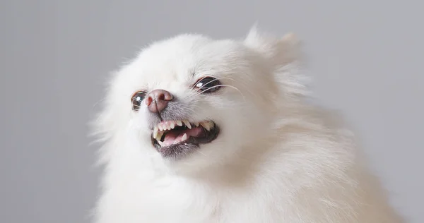 Angry Pomeranian Dog Close — Stock Photo, Image