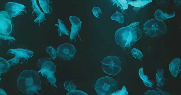 Jellyfishes Κολυμπάει Μέσα Μπλε Δεξαμενή — Φωτογραφία Αρχείου