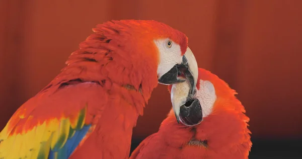 Pair Red Macaws Zoo Park — Stock Photo, Image