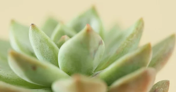 Красивое Суккулентное Растение Горшке — стоковое фото