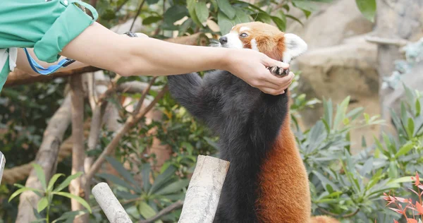 Ocean Park Hong Kong Diciembre 2017 Entrenador Alimentando Panda Rojo — Foto de Stock