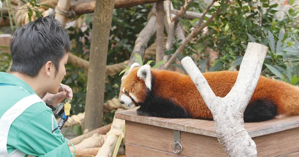 Ocean Park Hong Kong Diciembre 2017 Entrenador Alimentando Panda Rojo — Foto de Stock