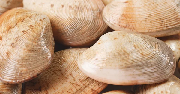 Uncooked Clams Seafood Close Royalty Free Stock Photos