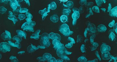 Jellyfishes ile yeşil ışık yakın çekim 