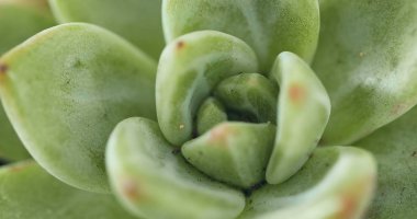 Kaktüs etli bitki yakın çekim